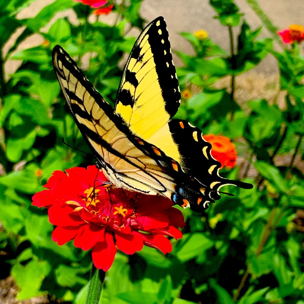 Meet your Posher, Elliot